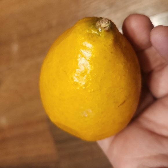 Realistic Faux Lemons, Set of Four - Picture 4 of 12